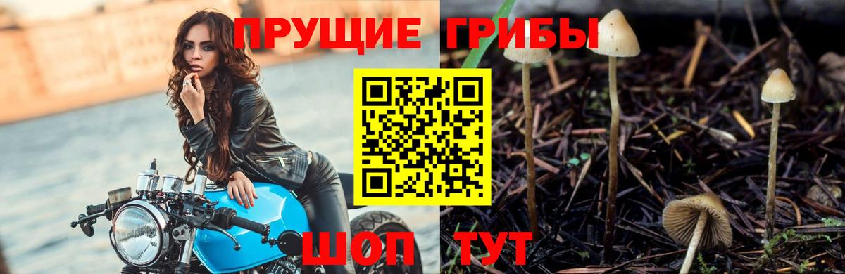 Галлюциногенные грибы Cubensis Нефтекамск